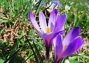 Spettacolo di fiori ai prati della Pigolotta di Valtorta-12apr24  - FOTOGALLERY